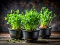 Fresh Pea Sprouts in Rustic Black Clay Pots A Study in Architectural and Culinary Harmony Royalty Free Stock Photo