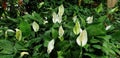 Fresh Peace lily of white or Spathiphyllum Is a popular,Flower is sacred ornamental plant for decoration the leaves are large, Royalty Free Stock Photo