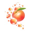 Fresh peach fruit vector. Realictyc image. Royalty Free Stock Photo