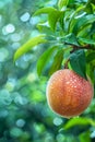 Fresh peach fruit with water drops, close up shot hanging on tree, wide banner with copy space Royalty Free Stock Photo