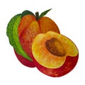 Fresh peach and half. Watercolor illustration of juicy fruits with pit, leaf, stem, ripe pulp Royalty Free Stock Photo