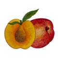 Fresh peach and half. Watercolor illustration of juicy fruits with pit, leaf, stem, tasty pulp Royalty Free Stock Photo