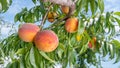 Fresh peach tree closeup with fruits and leaves in the sunshine. Copy space, toning Royalty Free Stock Photo