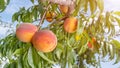 Fresh peach tree closeup with fruits and leaves in the sunshine. Copy space, toning Royalty Free Stock Photo