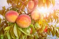 Fresh peach tree closeup with fruits and leaves in the sunshine. Copy space, toning Royalty Free Stock Photo