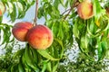 Fresh peach tree closeup with fruits and leaves in the sunshine. Copy space, toning Royalty Free Stock Photo