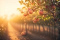 Fresh peach tree farm background, ai generative Royalty Free Stock Photo