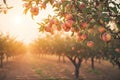 Fresh peach tree farm background, ai generative Royalty Free Stock Photo