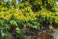 Fresh peach tree and old stone wall. Royalty Free Stock Photo