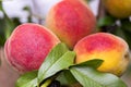 Fresh peach tree. Peaches ripe for picking in a peach orchard. Ripe sweet peach fruits growing on a peach tree branch Royalty Free Stock Photo