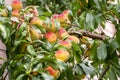 Fresh peach tree. Peaches ripe for picking in a peach orchard. Ripe sweet peach fruits growing on a peach tree branch Royalty Free Stock Photo