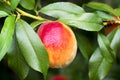 Fresh peach tree. Peaches ripe for picking in a peach orchard. Ripe sweet peach fruits growing on a peach tree branch Royalty Free Stock Photo