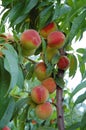 Fresh peach tree Royalty Free Stock Photo