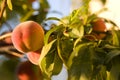 Fresh Peach on the Vine