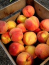 Fresh Peaches Royalty Free Stock Photo