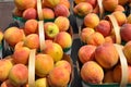 Fresh peaches Royalty Free Stock Photo