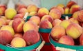 Fresh Hand Picked Peaches in Baskets Royalty Free Stock Photo