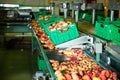 Fresh peaches on conveyor of modern tech production sorting line