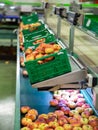 Fresh peaches on conveyor of modern tech production sorting line