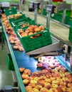 Fresh peaches on conveyor of modern tech production sorting line