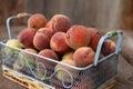 Fresh peaches fruits in basket on dark wooden rustic background, top view. Summer harvest of fruit. Still life. A group of ripe Royalty Free Stock Photo