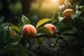 Fresh peaches with rain drops of water. Natural Fruit growing on a tree in the summer. Garden with ripened fruits. Delicious and Royalty Free Stock Photo