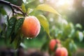 Fresh peaches with rain drops of water. Natural Fruit growing on a tree in the summer. Garden with ripened fruits. Delicious and Royalty Free Stock Photo