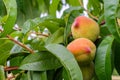 Fresh peaches on tree brunch Royalty Free Stock Photo