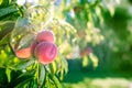 Fresh peaches on a tree in summer