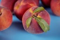 Fresh peaches whit leaves on blue background Royalty Free Stock Photo