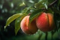 Fresh peaches wih drops of water. Natural Fruit growing on a tree in the summer. Garden with ripened fruits. Delicious and healthy Royalty Free Stock Photo