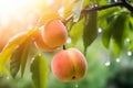 Fresh peaches wih drops of water. Natural Fruit growing on a tree in the summer. Garden with ripened fruits on sunset light. Royalty Free Stock Photo