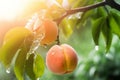 Fresh peaches wih drops of water. Natural Fruit growing on a tree in the summer. Garden with ripened fruits on sunset light. Royalty Free Stock Photo