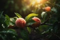 Fresh peaches wih drops of water. Natural Fruit growing on a tree in the summer. Garden with ripened fruits on sunset light. Royalty Free Stock Photo