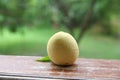 Fresh peaches on wooden table against green blurred background . green background on peach wooden table