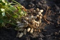 Fresh peanuts plants with roots.