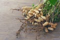 Fresh peanuts plants Royalty Free Stock Photo