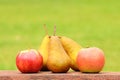 Fresh pear and apple after harvest Royalty Free Stock Photo