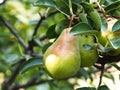 Fresh pear and green leafs in pear tree Royalty Free Stock Photo