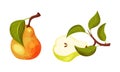 Fresh pear with green leaves set. Organic ripe fruit vector illustration Royalty Free Stock Photo