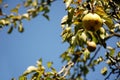 Fresh pear hanging from tree. Royalty Free Stock Photo