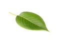 Fresh pear leaf closeup isolated. Royalty Free Stock Photo