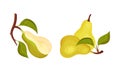 Fresh pear with leaves set. Organic green ripe fruit vector illustration Royalty Free Stock Photo