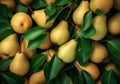 Fresh pears background, top view Royalty Free Stock Photo