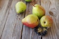 Fresh pears and berries of a black mountain ash Royalty Free Stock Photo