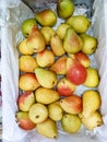 Fresh pears are in a drawer Royalty Free Stock Photo