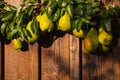 Fresh pears with leaves on branch Royalty Free Stock Photo