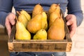 Fresh pears in male hands. Juicy flavorful pears in box, basket. Organic fruit for food or pear juice. Healthy food. Pear harvest Royalty Free Stock Photo