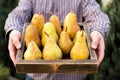 Fresh pears in male hands. Juicy flavorful pears in box, basket. Organic fruit for food or pear juice. Healthy food. Pear harvest Royalty Free Stock Photo