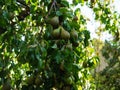 Fresh pears ripe on tree branches orchard Royalty Free Stock Photo
